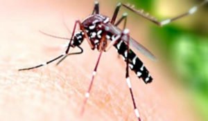 Mortes por dengue chegam a 16 em Campinas
