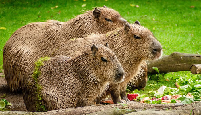 capivara