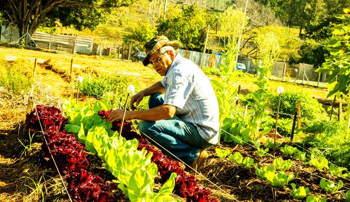 Projeto de agricultura urbana