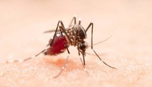 Campinas registra primeiro caso importado de chikungunya em 2024