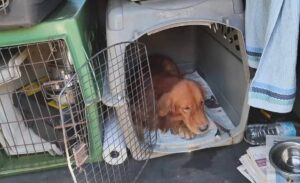 Polícia resgata 6 animais e prende duas pessoas por maus-tratos em Campinas