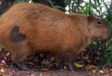 capivara-coracao