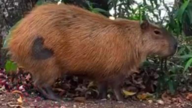 capivara-coracao