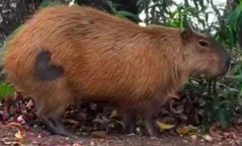 capivara-coracao