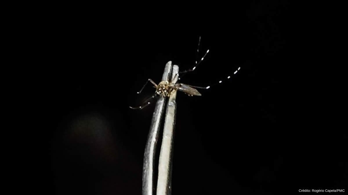 dengue mosquito