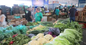 Onda de quedas atinge 85% dos produtos na Ceasa Campinas; mamão formosa lidera com -33,3%