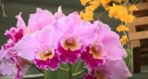 Campinas recebe a 26ª Exposição Nacional de Orquídeas em novembro