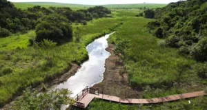 Fundação José Pedro de Oliveira amplia sistema de monitoramento da Mata de Santa Genebra