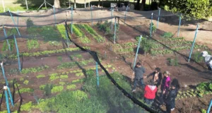 Do canteiro à mesa: Jardim Florence colhe diversidade, aprendizado e laços comunitários