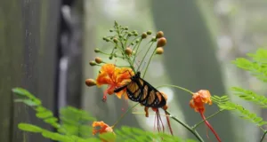 Mata de Santa Genebra é destaque na produção científica e na formação de novos pesquisadores