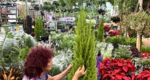 Mercado de Flores da Ceasa Campinas oferece pinheirinhos naturais para a decoração natalina