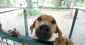 Adotar é tudo de bom: Campet retorna neste domingo com 6 cães resgatados prontos para ganhar um novo lar