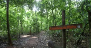 Mostra indígena transforma a Mata de Santa Genebra em espaço de cultura e ancestralidade