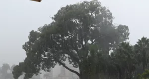 Equipes da Prefeitura de Campinas trabalham na recolha de árvores nesta segunda-feira, 24