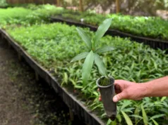 Empresas, associações e pessoas jurídicas poderão adotar espaços para implantação de microflorestas