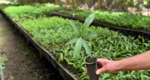 Empresas, associações e pessoas jurídicas poderão adotar espaços para implantação de microflorestas