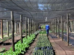 Novas flores colorem o Largo das Andorinhas, no Centro