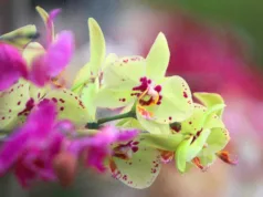Bosque dos Jequitibás recebe mostra de orquídeas e plantas ornamentais