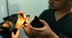 Prefeitura mantém atendimento nos Consultórios Veterinários Móveis durante o feriado de 8 de dezembro