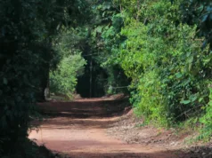 Mata de Santa Genebra promove mutirão para produção de mudas de palmeira-juçara