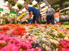 Ceasa Campinas terá programação especial de Natal com oficinas e concurso