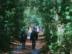 Mata de Santa Genebra promove atividades especiais de fim de ano com trilhas autoguiadas e visitas monitoradas