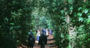 Mata de Santa Genebra promove atividades especiais de fim de ano com trilhas autoguiadas e visitas monitoradas