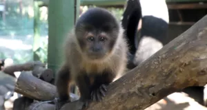 Roda de conversa aborda convivência entre macacos-prego e moradores do entorno da Mata de Santa Genebra