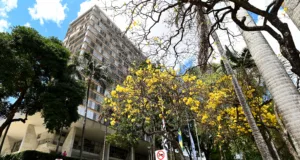 Votação online cresce 46% e renova Conselho da Juventude de Campinas