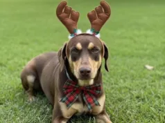 Em clima de Natal, DPBEA promove feira de adoção neste domingo, no Centro de Convivência