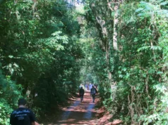 Gestora da Mata de Santa Genebra cancela atividades por conta de previsão de chuva