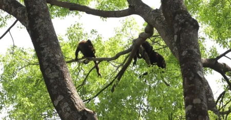 FJPO amplia ações de restauração florestal e fortalece a conservação ambiental na RMC