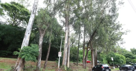 Campinas comunica MP sobre substituição de eucaliptos condenados em Barão Geraldo