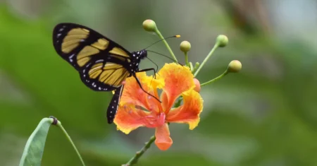 Alunos da Unicamp realizam visita técnica na Mata de Santa Genebra para estudo de borboletas