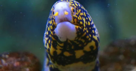 Aquário e Casa dos Animais Interessantes passam por obras e alteram atendimento ao público