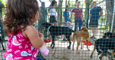 DPBEA promove feira de adoção de cães neste domingo, no Centro de Convivência