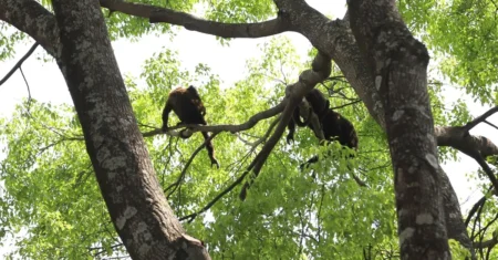 Programa de voluntariado na Mata de Santa Genebra abre as inscrições