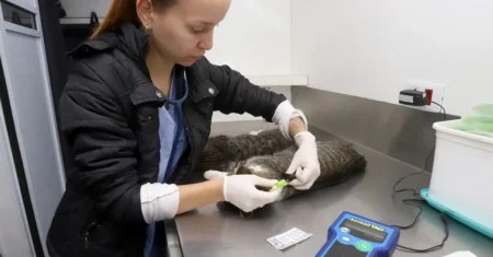 DPBEA abre 1.000 vagas para castração e microchipagem gratuita em Barão Geraldo