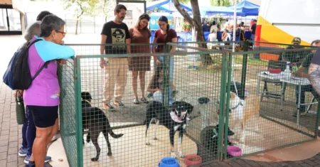 Campet: Feira do DPBEA leva 5 cães resgatados ao Centro de Convivência neste domingo