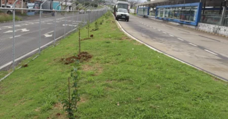 Emdec promove plantio de mudas nativas em terminais de ônibus