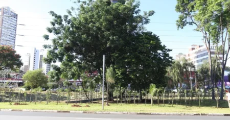 Campinas começa implantação da 24ª microfloresta urbana, na avenida Orosimbo Maia