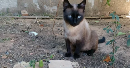 Microchip ajuda gato perdido a voltar para casa após um mês longe da tutora