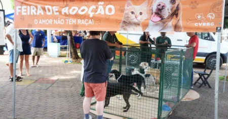 Em busca de um novo lar: feira de adoção com animais resgatados ocorre neste domingo