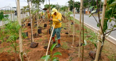 Microflorestas urbanas de Campinas podem ser adotadas por empresas e entidades