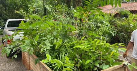 Mais de 600 mudas de árvores são plantadas na Mata de Santa Genebra