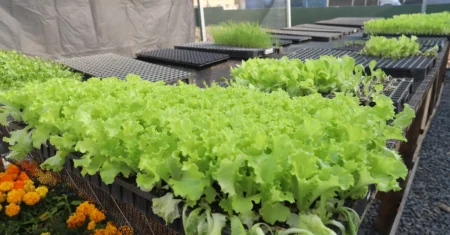 Projeto-piloto de agricultura familiar tem início nesta segunda-feira em Campinas, no Jardim São José