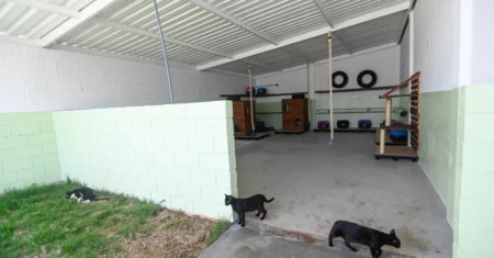 Novo gatil amplia conforto e bem-estar para gatos abrigados no DPBEA