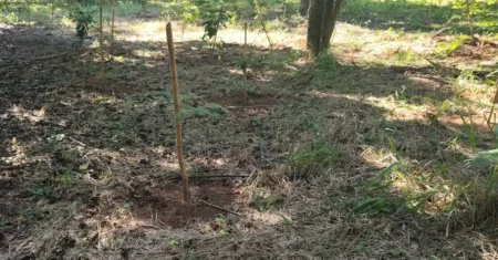 Mais de 3 mil mudas nativas são plantadas em área estratégica em Joaquim Egídio