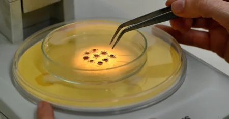 Saúde de Campinas registra 2 mortes por febre maculosa e alerta sobre rapidez no atendimento