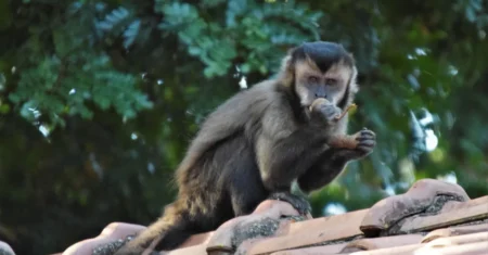 Mutirão orienta moradores sobre convivência com fauna na Mata de Santa Genebra
